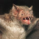 Illustration for article titled 6 Real-Life Blood Sucking Animals More Terrifying than Dracula